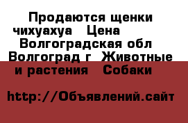 Продаются щенки чихуахуа › Цена ­ 8 000 - Волгоградская обл., Волгоград г. Животные и растения » Собаки   